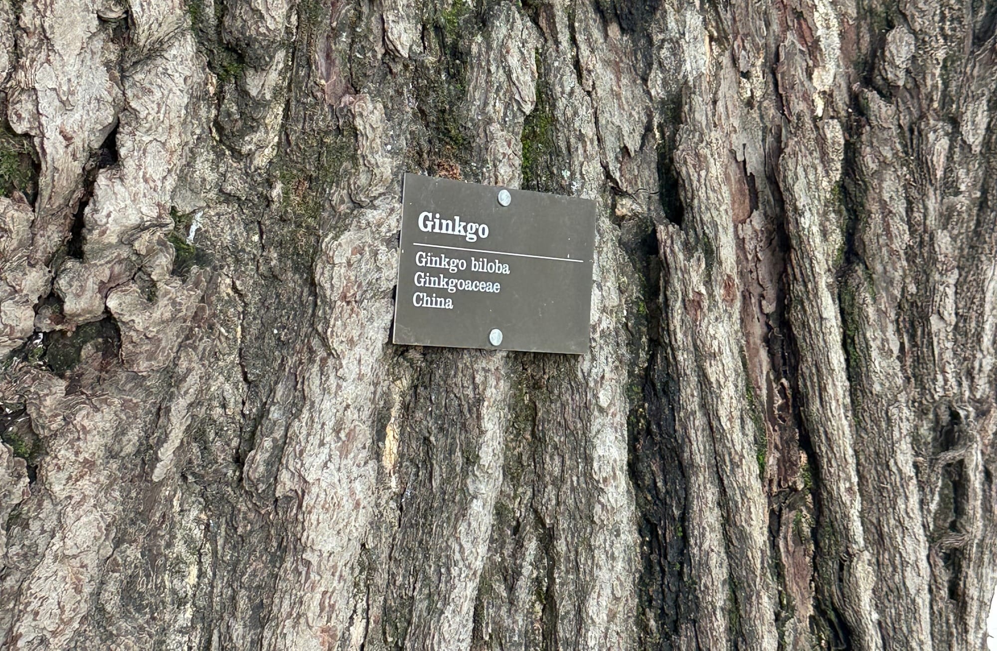 Exploring Richmond: Meet 5 of the city's most unique trees