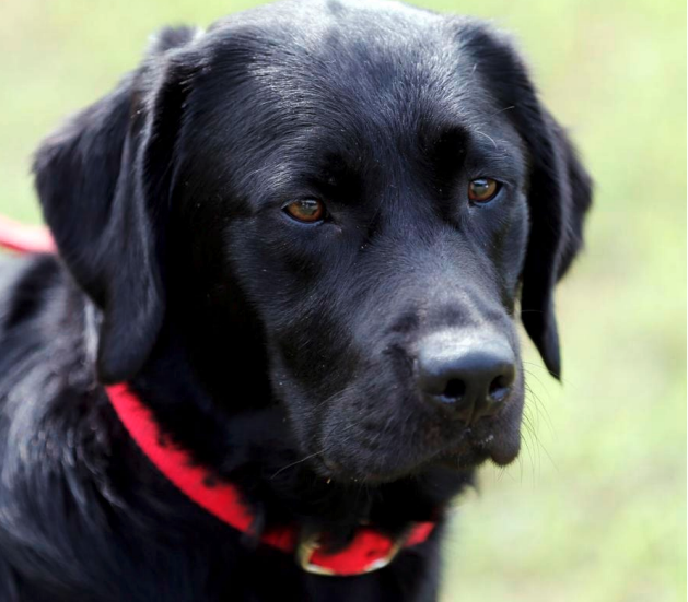 Federal funding freezes put Richmond’s new arson dog plans on ice
