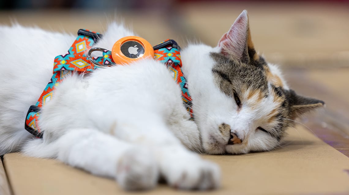 Catching up: Francine's finders reflect on their moment in the spotlight