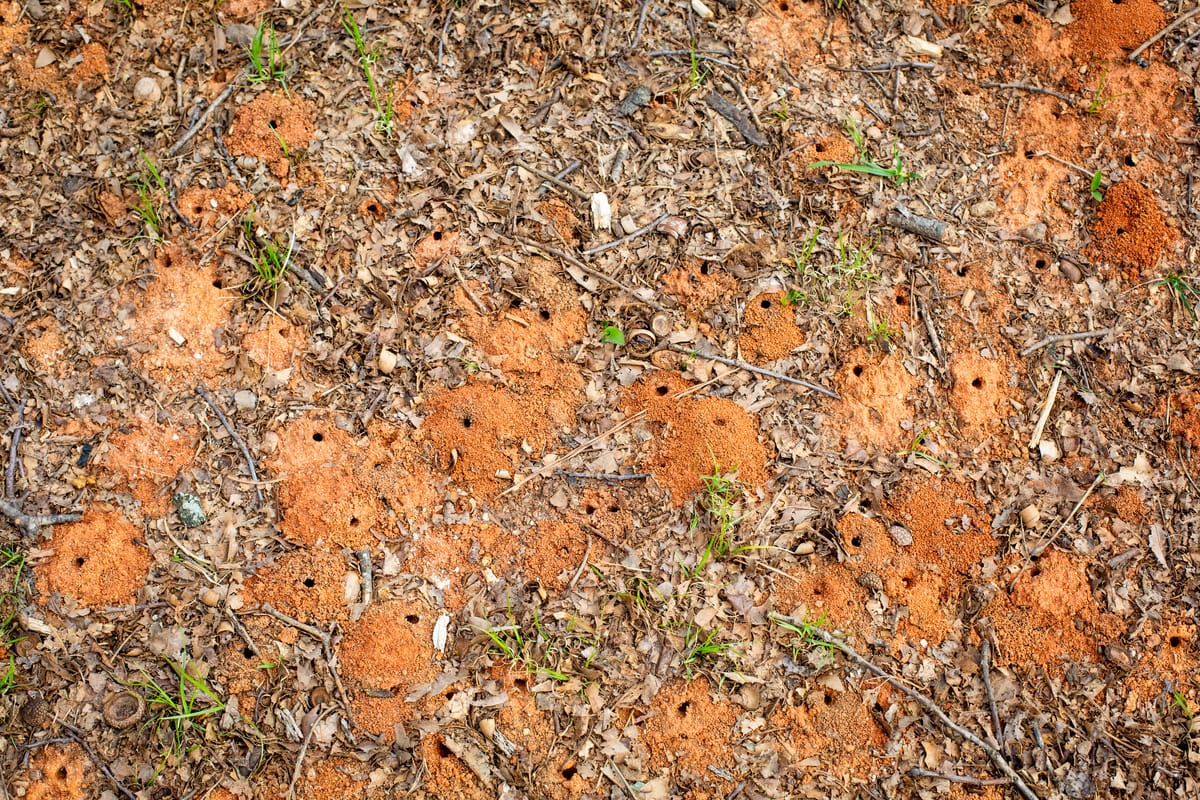 Ground-nesting bees are a spring phenomenon in Richmond