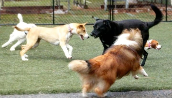 Woofy Wellness Ranch seeks to reinvent doggy daycare by making it educational