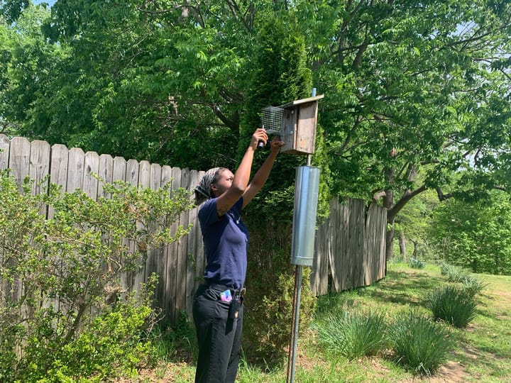 Bluebird boxes are helping reverse a decades-long decline
