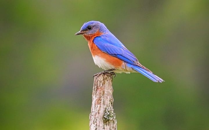 On Faith and Values: Why I am a birdwatcher