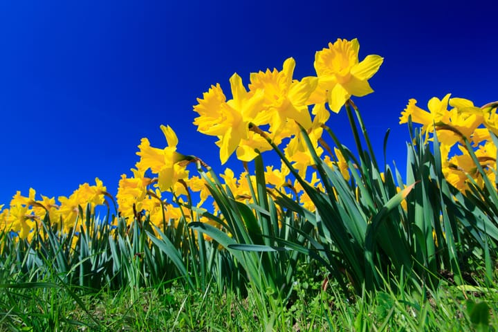 In the 1930s, this Ashland gardener turned daffodils into a national craze
